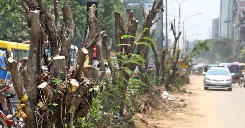 The divider trees are being cut down for development work on Saat Masjid Road in Mohammadpur of the capital