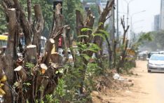 Enviromentalists protest tree felling in Dhaka’s Dhanmondi