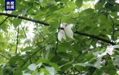 湖北房县发现国家一级保护植物——珙桐原始群落