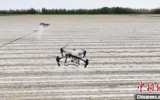 新疆阿拉尔：无人机助力棉花田间管理 节本增效种地更轻松