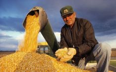 美媒：中国取消至少83.2万吨美国玉米订单