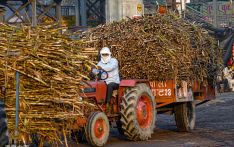 外媒：甘蔗产量下降，印糖出口受限，全球糖价可能进一步飙升