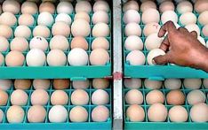 Indian eggs imported to crush Monopoly hits a snag