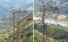 贵州首次发现国家一级保护野生植物“广西火桐”