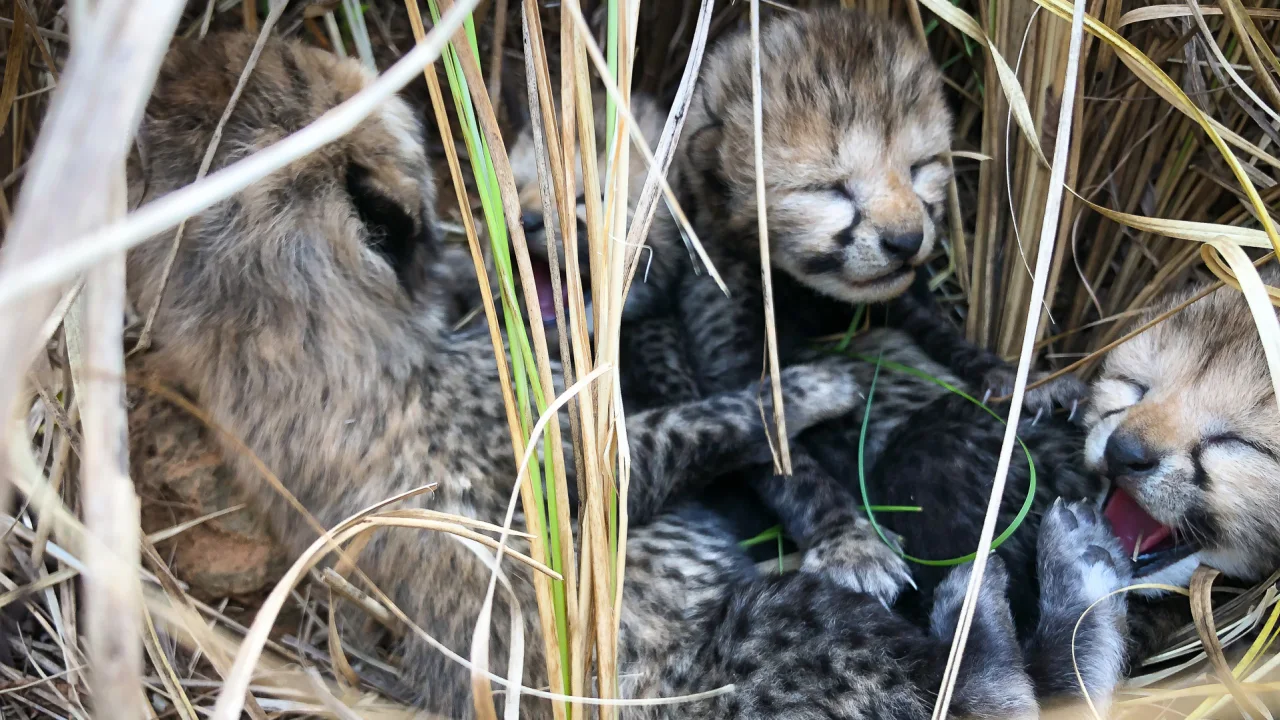 230525173348-cheetah-cubs-deaths-india-052023