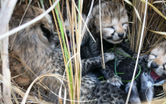 Death of 3 cheetah cubs in India deals blow to reintroduction efforts