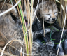 Death of 3 cheetah cubs in India deals blow to reintroduction efforts
