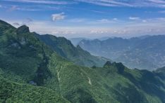 Protected wild plant species found in nature reserve in China's Chongqing