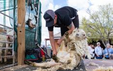 几乎所有澳大利亚羊毛，都被中国买了