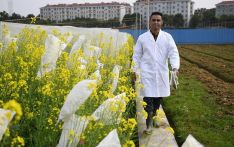 中国油料作物为巴基斯坦农民和消费者带来“双赢”