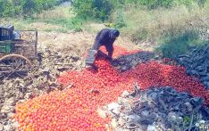 नेपाली गोलभेँडा मलखादमा, बजार भारतीय उत्पादनको कब्जामा