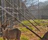 India will not fence cheetah habitats: Government panel chief