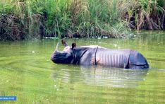 गैंडा तस्करीको बदलिँदो रूप : पहिले खाडल खन्थे, अहिले करेन्ट लगाउँछन्