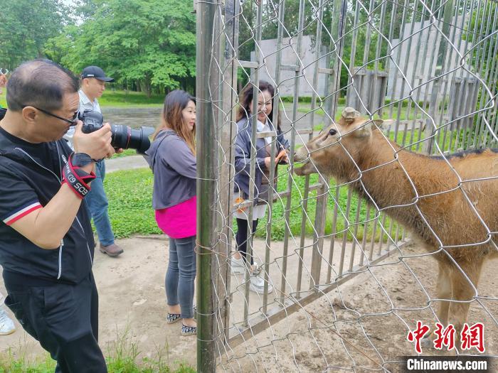 华文媒体采访团成员和麋鹿“亲密接触”。　谷华 摄