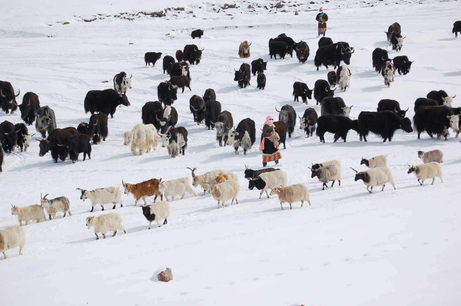 Two herders and a cabinet of yaks move through snowy highlands insouthern China. Pastoral livelihoods are challenging but crucial to localeconomies throughout the Hindu Kush Himalaya.