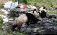 Chinese president corresponds with Belgian zookeeper over pandas, friendship