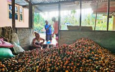 Sarpang sees surge in areca nut growers