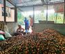 Sarpang sees surge in areca nut growers