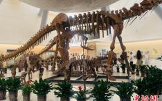 探秘“暗世界”看世界级锯齿龙类化石 山西地质博物馆全新亮相