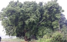 Rare ‘Laguma’ tree removed secretly