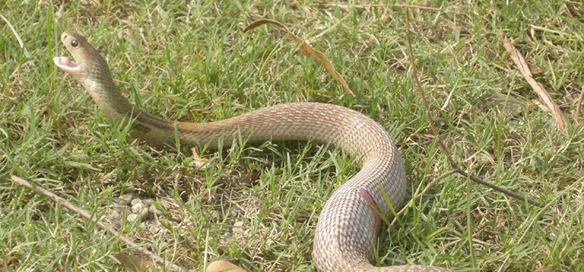 1595658369_snake-1200x560