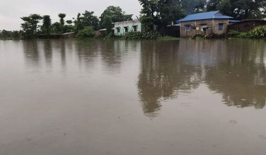 jhapa-badhi-original-thumb