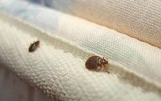 法国11%家庭苦于床虫祸害 灭虫成本高昂