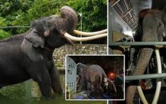 外媒：斯里兰卡总理道歉，被迫“打工”并遭受虐待的大象回到泰国