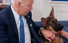 外媒：拜登的狗4个月内咬伤7名特勤人员，白宫解释因为“压力大”