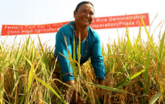 孟加拉国媒体：中国水稻技术在孟加拉国“结果”