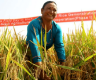 孟加拉国媒体：中国水稻技术在孟加拉国“结果”