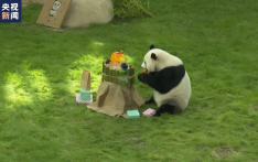 旅居卡塔尔的大熊猫“四海”迎来4岁生日