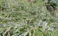 Windstorm damages over 70 acres of crops 