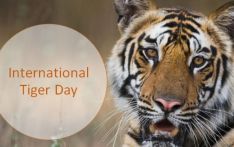 29th July Marks International Tiger Day