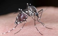 Dengue fever: Serotype-2 more active in Nepal