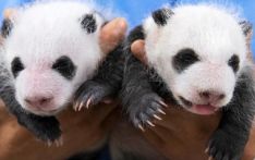 萌化了！旅韩大熊猫“爱宝”双胞胎宝宝满月照公开