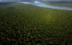Amazon nations agree to fight deforestation