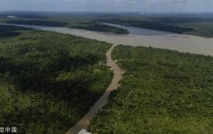 美国《外交政策》杂志网站：毒品正如何摧毁亚马孙雨林？