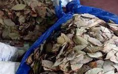 5 held for attempting to smuggle beedi leaves to Sri Lanka
