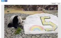 旅日大熊猫“彩滨”迎五岁生日 园方为它送上特别礼物