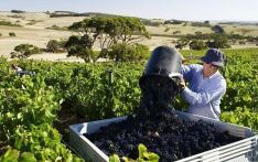 英媒：与中国发生贸易争端后，澳葡萄酒过剩28亿瓶