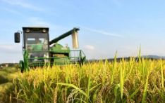 今年全国早稻总产量2833.7万吨 增长0.8%