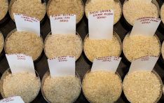 印度考虑对蒸谷米运输征税，大米供应面临新威胁