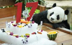 旅马来西亚大熊猫“兴兴”“靓靓”喜迎17岁生日
