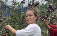 Apple growers in highlands celebrate bumper harvest