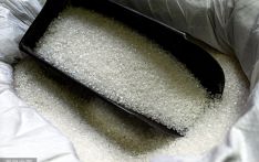 印度预计10月起禁止食糖出口？世界担忧糖供应