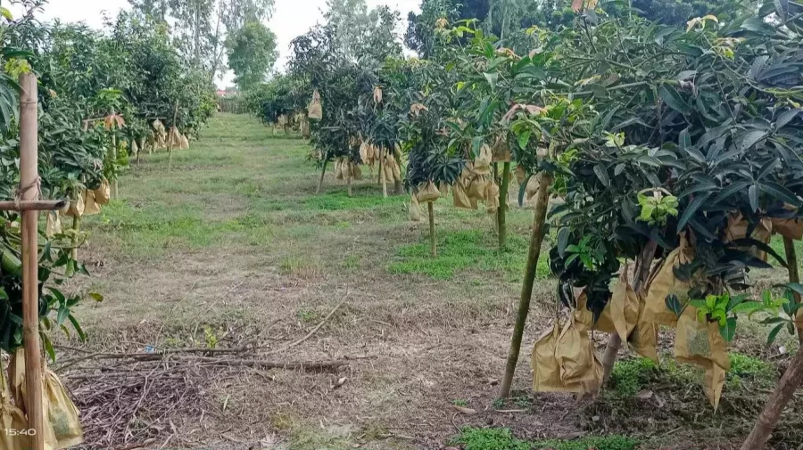 The undated image shows a mango orchard in full bloom. Photo: UNB