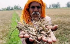 频频禁止出口，印度搅动全球粮食市场