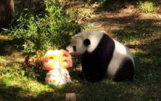 旅美大熊猫“添添”迎来26岁生日