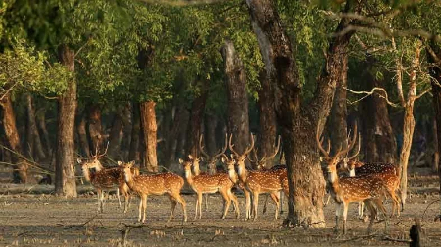 File image of Sundarbans. Photo: Dhaka Tribune